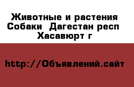 Животные и растения Собаки. Дагестан респ.,Хасавюрт г.